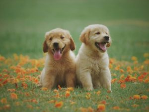 Pet care