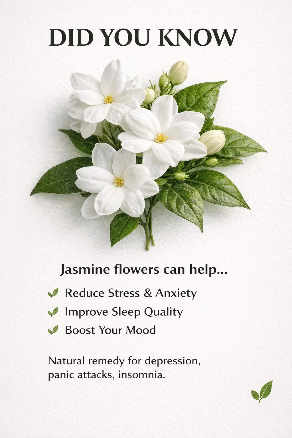 Jasmine flowers' therapeutic benefits